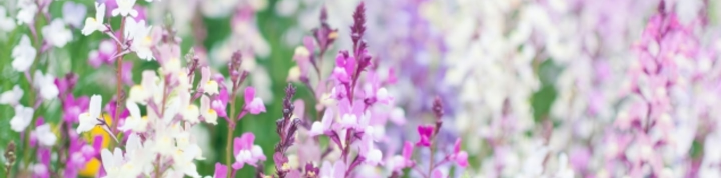 Linaria